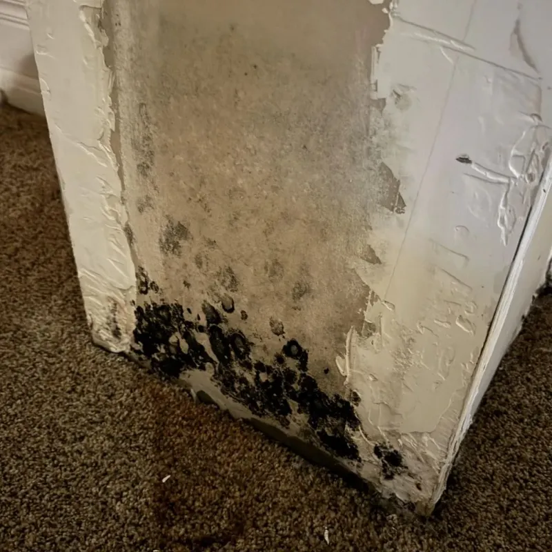Professional Mold Removal in Torrance, CA